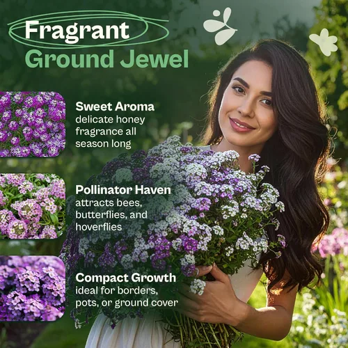 Vista 3 de SVI 3000 semillas Royal Carpet Sweet Alyssum (Lobularia maritima) – Paquetes de semillas de flores de Alyssum Sweet Alyssum a granel, cobertura