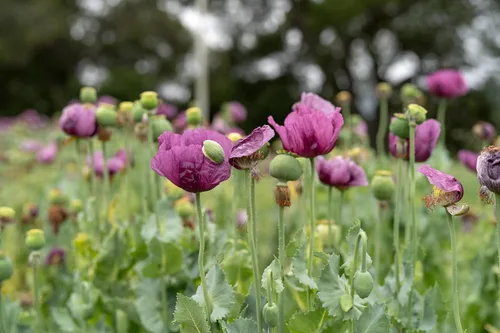 Vista 7 de All Good Things - Semillas orgánicas de amapola húngara, paquete de 250 semillas tradicionales para plantar flores, suministros de jardinería