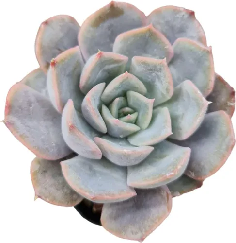 Vista 2 de Plantas suculentas vivas Echeveria (maceta de 2 pulgadas de niebla azul)