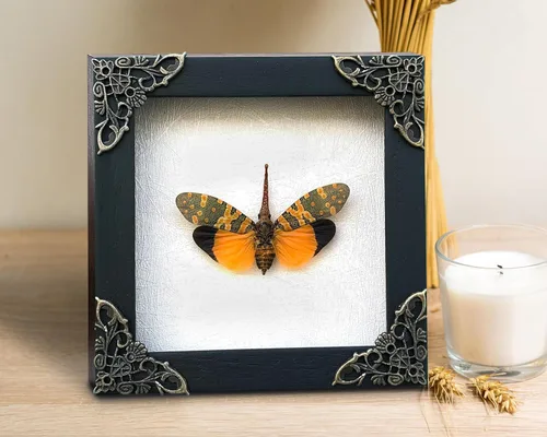 Vista 67 de 2 Real Dragonfly Specimens Shadow Box Framed Insect Display Oddities Curiosities Entomology Collection Natural History Wall Decor Gift for Nature