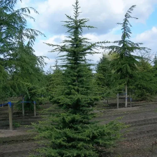 Vista 4 de Cedrus libani (Cedro del Líbano) Semillas de árbol, forma piramidal, tronco recto, semillas de MySeeds.Co, elige la cantidad (0.25 oz)