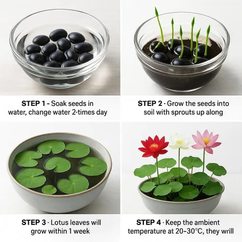 Vista 4 de 300 semillas de loto para plantar, 15 variedades únicas, semillas de loto, incluye guía detallada de plantación, perfectas para estanques, jardines