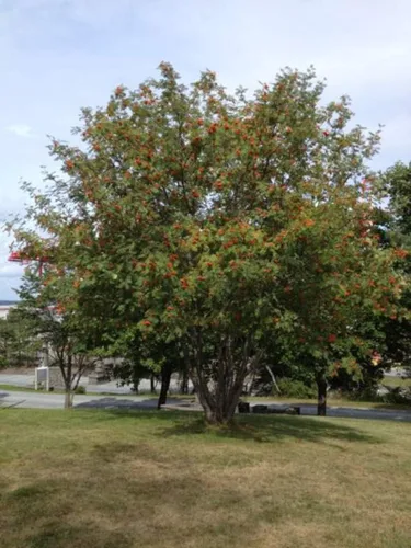 Vista 2 de Semillas de fresno de montaña para plantar (50 semillas) - Sorbus aucuparia