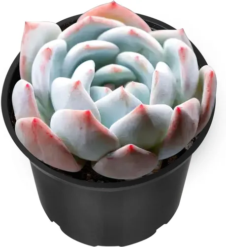 Vista 24 de Sprout N Green Echeveria 'Ball of Fat', planta suculenta viva rara totalmente enraizada en maceta de 2 pulgadas con tierra, oficina en casa