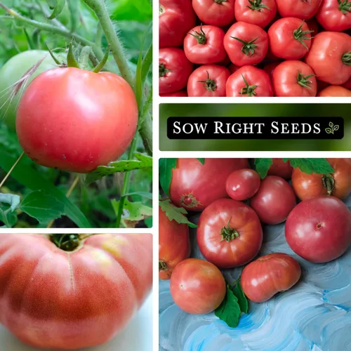 Vista 4 de Sow Right Seeds - Semillas de tomate rosa Ponderosa para plantar - Paquete de reliquia sin OMG con instrucciones para plantar y cultivar un huerto