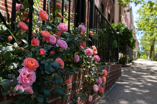 Vista 7 de Más de 200 semillas de rosas trepadoras para plantar al aire libre, flor de vid vibrante, flores ornamentales de jardín de larga duración (mezcladas)