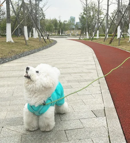 Vista 8 de Correa antideslizante de 8 pies para perro, correa de perro de cuerda de 1/3 pulgadas, correa pequeña ajustable sin tirones para cachorros, mascotas
