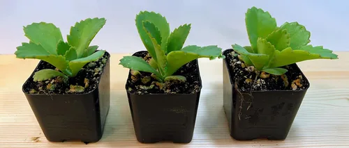 Vista 2 de Kalanchoe Diagremontiana - 3 sombreros mexicanos para madre de miles, planta suculenta viva en maceta de 2 pulgadas con tierra totalmente enraizada.