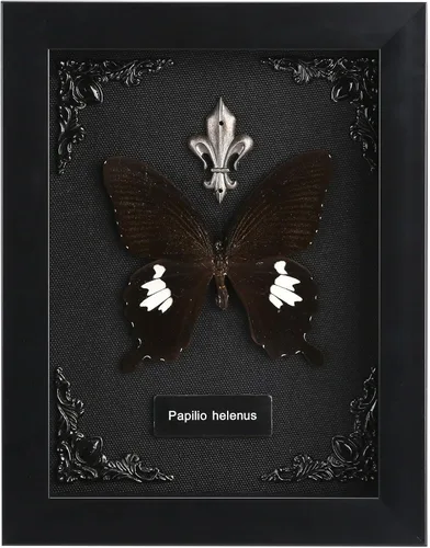 Vista 18 de Taxidermia de mariposas enmarcadas - Caja de sombra con mariposas, mariposas reales enmarcadas en una caja para estética de decoración del hogar