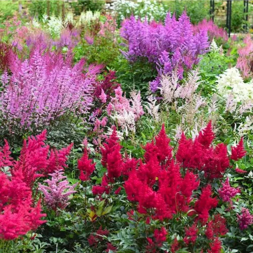 Vista 2 de 1000 semillas mixtas de astilbe tolerantes a la sombra perenne, para plantar flores vibrantes en áreas húmedas y bordes de jardín polinizadores