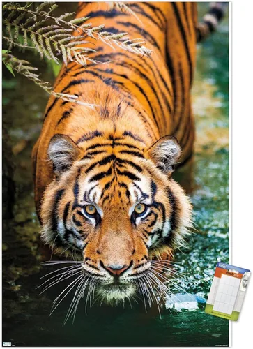 Vista 10 de Trends International Tiger - Póster de pared de agua, 14.725 x 22.375 pulgadas, versión enmarcada de madera de granero