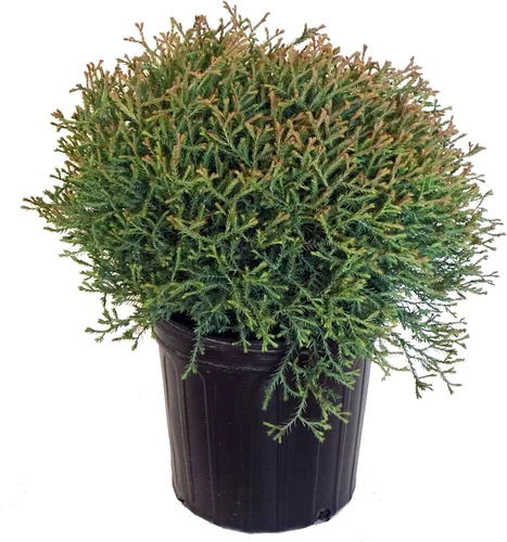Vista 10 de Planta viva de Green Promise Farms - Thuja occidentalis, Fire Chief Globe Arborvitae #2 Contenedor de tamaño de galón Evergreen
