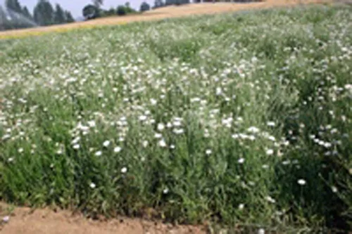 Vista 3 de Botón de soltero, semillas blancas altas, 500 semillas, hermosas flores de color blanco.