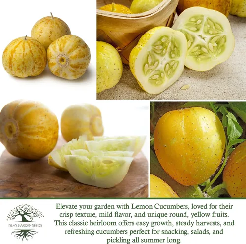 Vista 6 de Semillas de pepino de limón para plantar: más de 125 semillas sin OMG y reliquias, pepino amarillo redondo único, sabor crujiente y suave, por