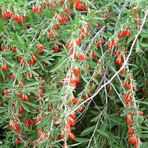 Vista 3 de Goji Berry 50 Semillas – Lycium Chinense/Lycium Barbarum, planta de Wolfberry china, súper fruta perenne sin OMG, semillas de bayas de Goji fáciles