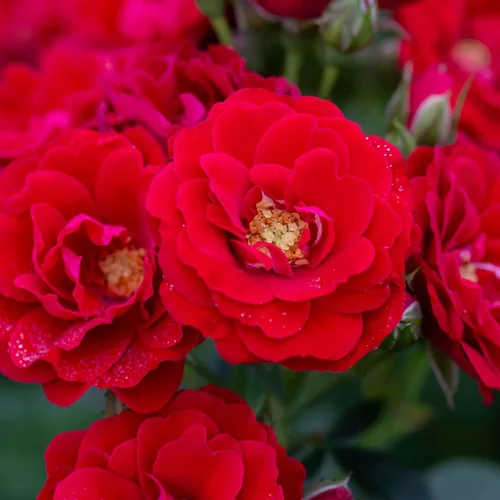 Vista 9 de Rosas trepadoras de reliquia, planta de raíz propia viva, Lady in Red™
