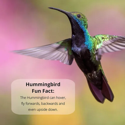Vista 7 de Nectar Defender - Extensor de néctar de colibrí que prolonga la vida útil del néctar para comederos de colibríes, seguro para pájaros y natural