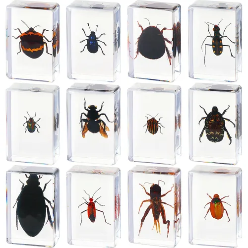Vista 8 de 12 piezas de especímenes de insectos para niños, kit de colección
