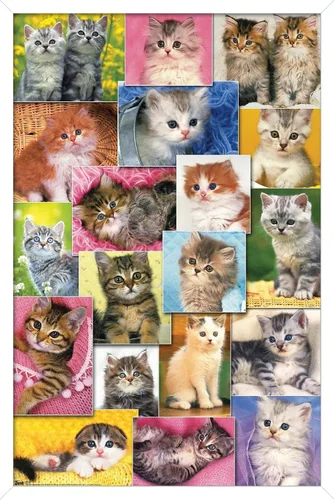 Vista 14 de Trends International Keith Kimberlin - Póster de pared de collage de gatitos, 14.725 x 22.375 pulgadas, versión enmarcada de madera de granero