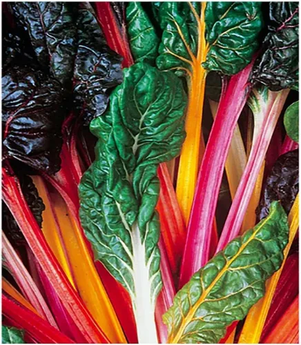 Vista 4 de Acelga de ruibarbo - Deliciosa y nutritiva... - Deliciosa y nutritiva - Aproximadamente 175 semillas