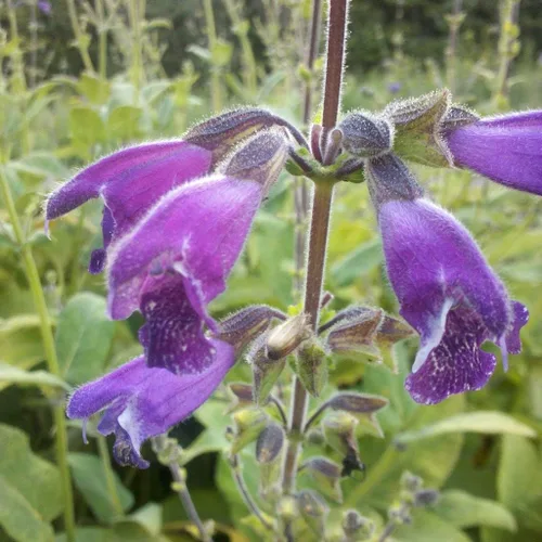 Vista 2 de Semillas de salvia roja Danshen (Salvia miltiorrhiza) Paquete de 10 semillas