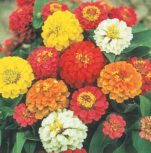 Vista 5 de Zinnia State Fair Pkt - Aprox. 60 semillas