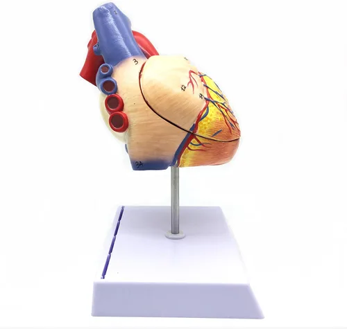 Vista 5 de XINDAM Modelo anatómico de corazón humano ampliado 2X, modelo anatómicamente preciso de corazón, anatomía de esqueleto humano para ciencias, aula