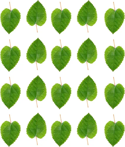 Vista 15 de Awesome Aquatic Hojas para Camarones y Betta Catappa/Almendra India, Dadap, Morera Hábitat Natural Productor de Taninos Mejora la Inmunidad Fácil