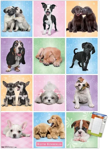 Vista 11 de Trends International Póster de pared Puppies Cuties, 22.375 x 34 Versión con marco negro