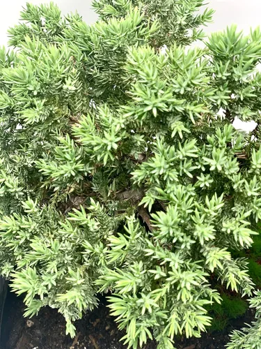 Vista 4 de Árbol bonsái enano vivo de enebro de más de 12 años con alfombrilla de bambú, árbol bonsái de enebro o jade, para interiores y exteriores, 100%