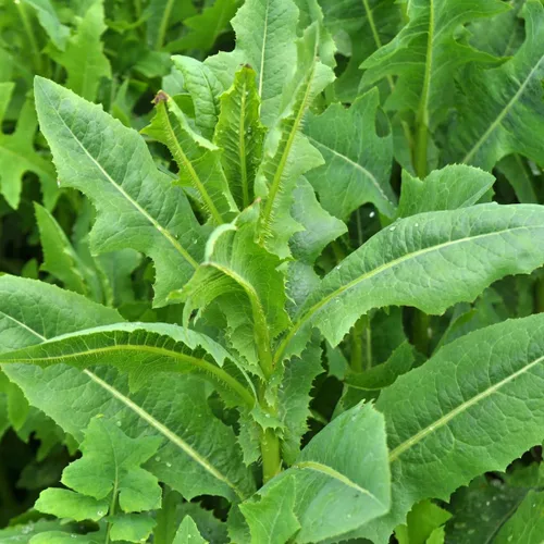 Vista 4 de Lechuga silvestre 50 semillas (Lactuca virosa) Heirloom - Sin OMG - Polinizado abierto
