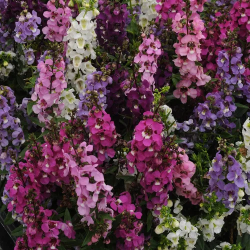 Vista 7 de Outsidepride Serenita Mix Angelonia - Semillas de dragón para plantar, 15 semillas de flores perennes, aptas para polinizadores, tolerantes al
