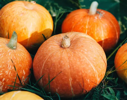 Vista 7 de Food to Live Semillas orgánicas de calabaza en polvo, 2 libras, 60% de proteínas, sin OMG, no irradiadas, harina pura, kosher, superalimento vegano