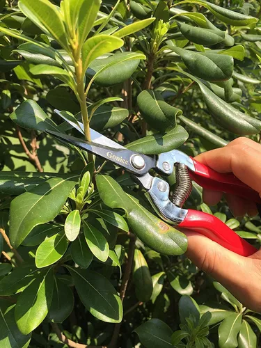 Vista 6 de gonicc Tijera de poda profesional de micropunta (GPPS-1008), podadora y tijeras de mano de jardín pequeñas para arreglar flores, recortar plantas