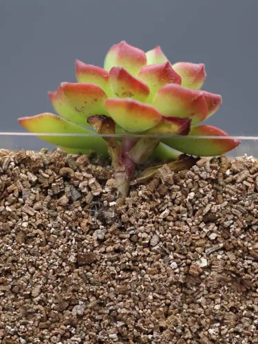Vista 7 de Vermiculita orgánica de 2 cuartos de galón, vermiculita hortícola para plantas, aditivo de suelo para plantas en maceta, vermiculita gruesa