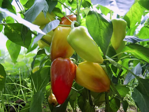 Vista 5 de Semillas de pimiento dulce blanco-rojo Belozerka Vegetal sin OMG para plantar