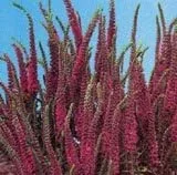 Vista 5 de 50 colores mixtos Veronica Sightseeing Mix (Spike Speedwell) Veronica Spicata Flower Seeds