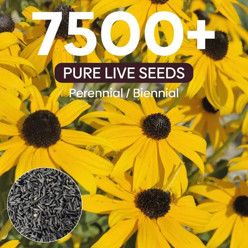 Vista 3 de Groundio Black Eyed Susan Seeds, más de 7500 semillas de flores perennes para plantar en interiores y exteriores, atraen polinizadores Sin OMG