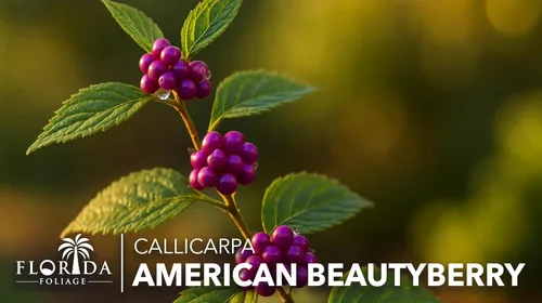Vista 3 de Beautyberry - Planta de tamaño grande de 1 galón Callicarpa Americana, arbusto de crecimiento rápido, bayas moradas vibrantes, atrae aves, follaje