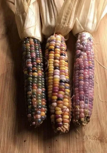 Vista 3 de Semillas de maíz vegetal Montana Mix Heirloom para ensaladas - 25 semillas