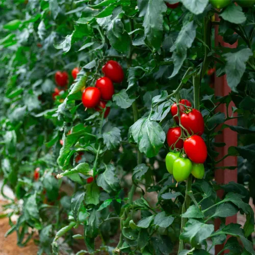 Vista 7 de Semillas de tomate Roma (50 semillas)