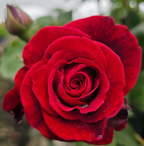 Vista 2 de Ma Cherie Roses - Don Juan rosas trepadoras rojas plantas vivas, rosales listos para plantar, maceta de 2 cuartos de galón, rosas vivas, rosas