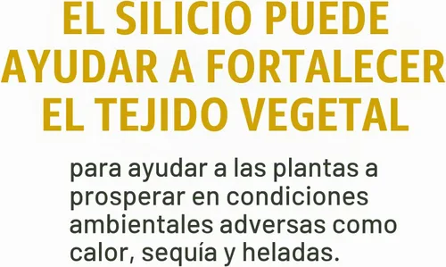 Vista 3 de Botanicare SILICA BLAST suplemento de planta fórmula 0-0-0.5, 1 galón, Sencillo