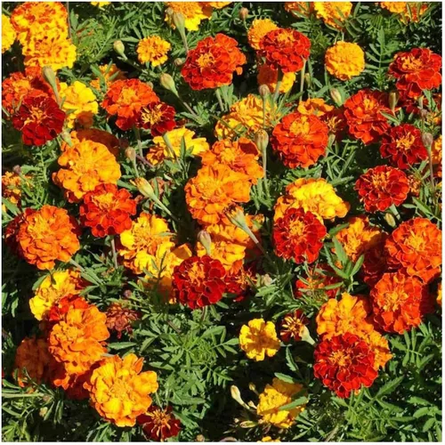 Vista 6 de Everwilde Farms - 500 semillas de flores silvestres de caléndula francesa Sparky Mix - Paquete de semillas jumbo Gold Vault
