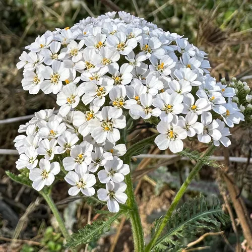 Vista 2 de Plant Good Seed Semillas orgánicas de milenrama blanca – Paquete de 150, semillas de reliquia para plantar hierbas, flores, suministros