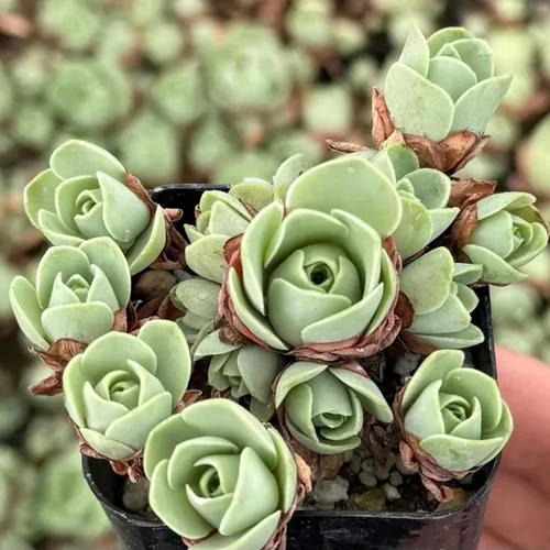 Vista 4 de Mountain Rose Cactus - Planta viva suculenta muy rara en maceta de 2 pulgadas, planta Stater
