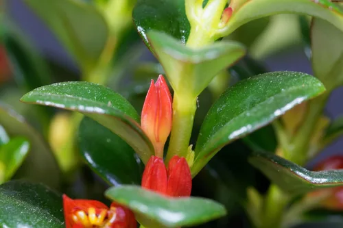 Vista 4 de Planta "pez dorado" Premium - Maceta colgante de 6 pulgadas - ¡Florece con frecuencia!