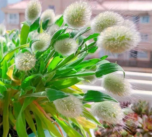 Vista 3 de Semillas de flores raras Lagurus Ovatus Ornamental Grass Bunny Tails Anual 100 Semillas