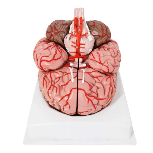 Vista 4 de Evotech - Modelo de cerebro humano con arterias, 9 partes de anatomía de tamaño real, modelo de cerebro en una base, muestra horizontal liso a Rojo