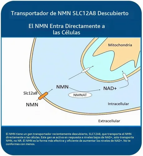 Vista 4 de MAAC10 NMN 125mg 99% puro suplemento de grado farmacéutico, paquete de 3